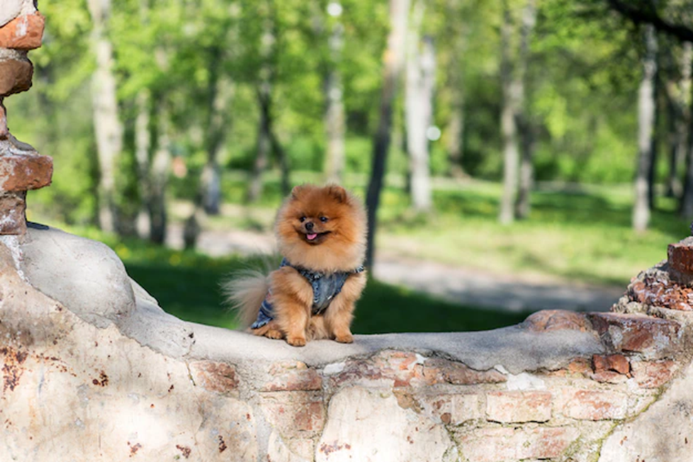 Blije Pomeriaan met een weelderige vacht in het park.