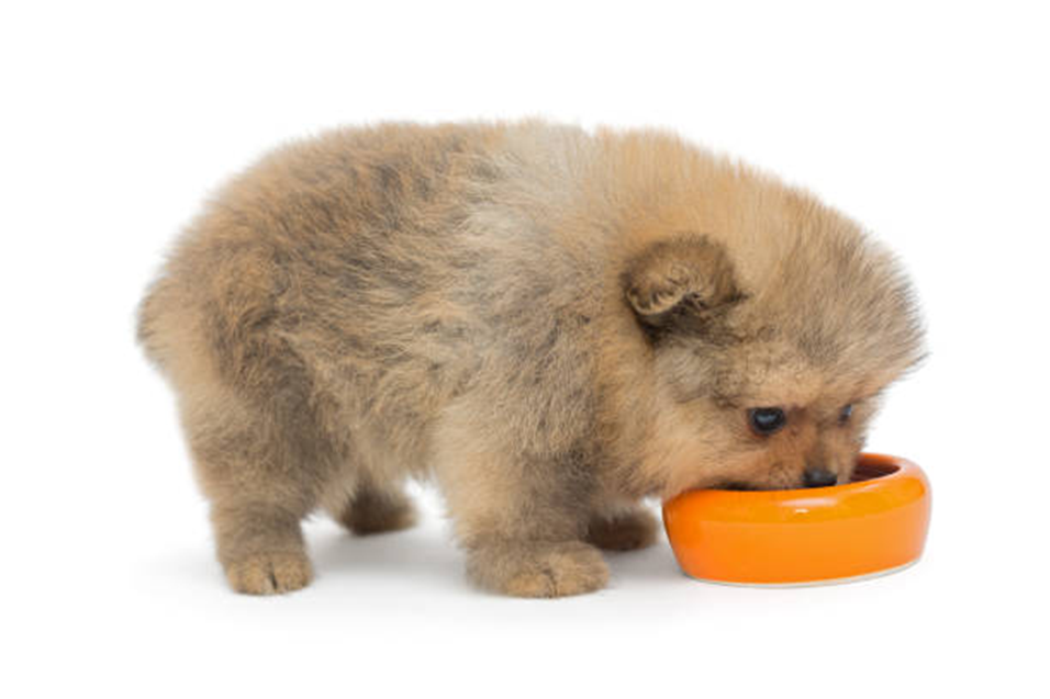 Puppy die geniet van zijn versvlees maaltijd, met een vrolijke uitstraling en een gezonde, glanzende vacht, ideaal voor het illustreren van de eetlust en groei van jonge honden.