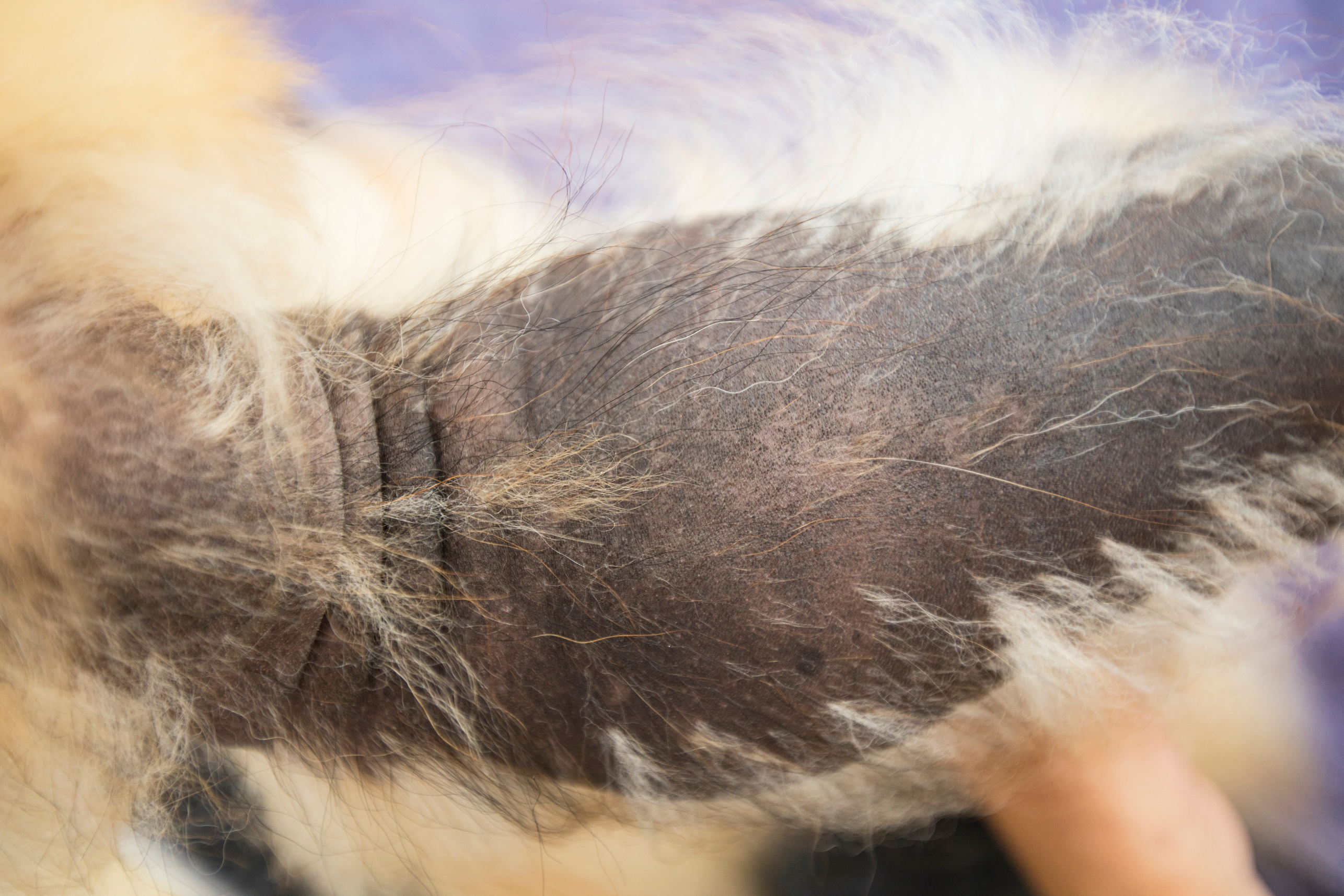 Close-up van een Pomeriaan met haaruitval door Black Skin Disease (Alopecia X)