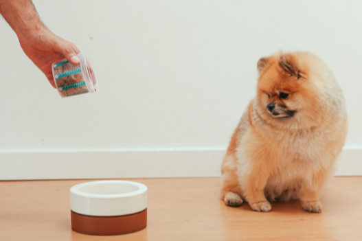 Pomeriaan kijkt nieuwsgierig naar zijn kom met Orijen hondenvoer, een premium merk dat bekendstaat om zijn hoogwaardige ingrediënten en voedingswaarde