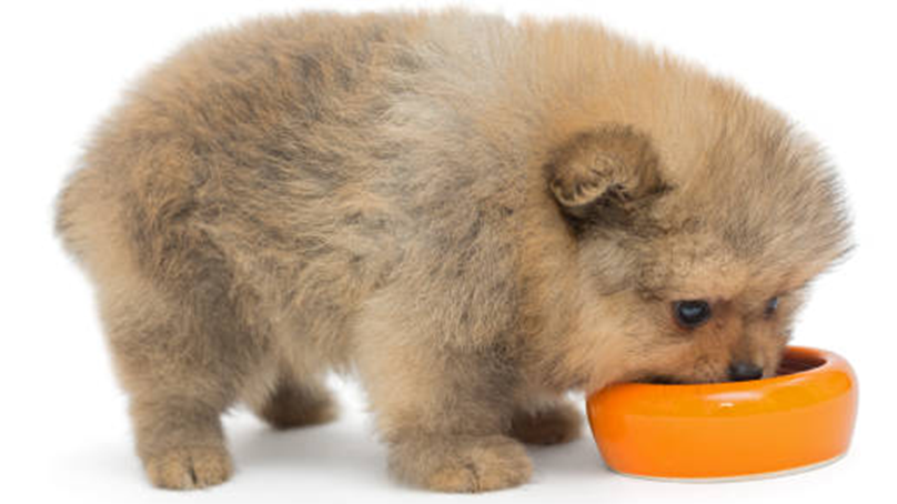 Pomeriaan puppy tijdens het eten uit een oranje voerbak, met een zachte, pluizige vacht. Dit schattige kleine hondenras is bekend om zijn volle vacht en aanhankelijke karakter.